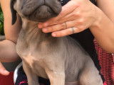 Chiots Cane Corso LOF froment &agrave; vendre