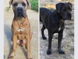 Chiots Cane Corso LOF froment &agrave; vendre