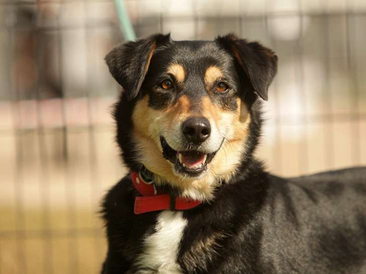 Chienne Beauceron à donner