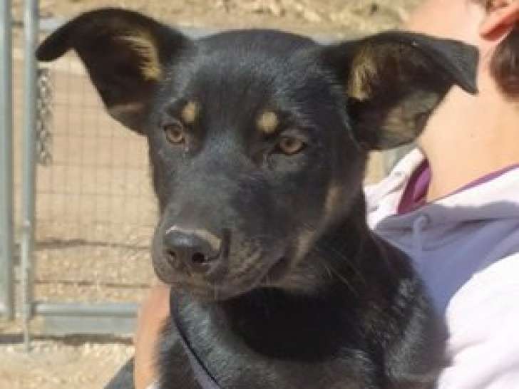 Chiot femelle à donner