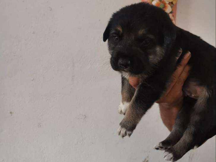 Chiot mâle à adopter