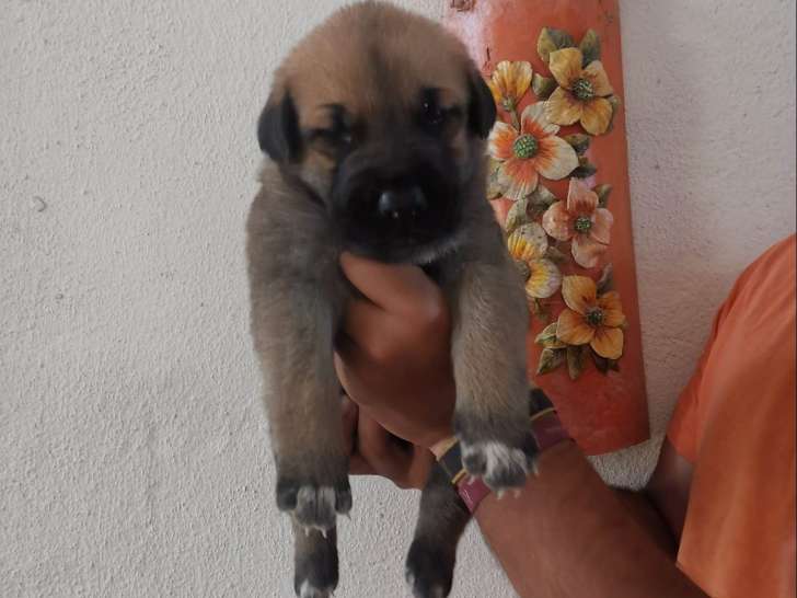 Chiot mâle à donner