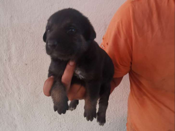 Chiot mâle à donner