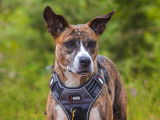 Kookie à adopter