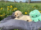 4 chiots m&acirc;les Labradors LOF, &agrave; r&eacute;server