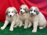 À vendre, 3 chiots Montagnes des Pyrénées non LOF