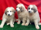 À vendre, 3 chiots Montagnes des Pyrénées non LOF