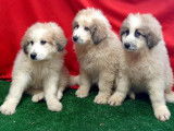 À vendre, 3 chiots Montagnes des Pyrénées non LOF