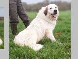 À vendre, 3 chiots Montagnes des Pyrénées non LOF