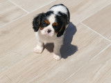 À vendre : 2 chiots femelles Cavaliers King Charles tricolores LOF