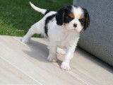À vendre : 2 chiots femelles Cavaliers King Charles tricolores LOF