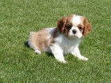 À vendre : 2 chiots femelles Cavaliers King Charles tricolores LOF