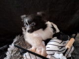 1 chiot femelle Pomchi non LOF &agrave; vendre