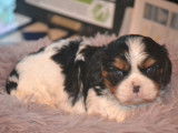 Trois chiots Cavaliers King Charles tricolores LOF à réserver