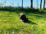 1 chiot mâle Shih Tzu à réserver