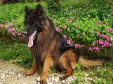 Etalon Berger Allemand à poil long et au beau pedigree pour saillie
