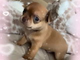 Chiot de race Chihuahua mâle à vendre