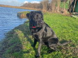 Mâle Labrador recherche femelle pour saillie