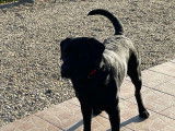 Mâle Labrador recherche femelle pour saillie