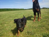 Chiot Beauceron
