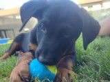 Chiot Beauceron