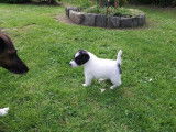 Chiots Fox Terrier à poil lisse à vendre