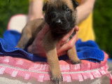 Chiots Malinois à vendre