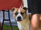 Mâle American Staffordshire Terrier disponible LOF pour saillie
