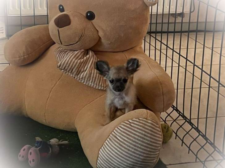 Chiot femelle Chihuahua LOF fauve disponible à la vente