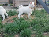 Chiots Akita Inu à vendre