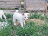 Chiots Akita Inu à vendre