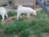 Chiots Akita Inu à vendre