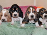 7 chiots Basset Hounds LOF à réserver