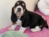 7 chiots Basset Hounds LOF à réserver