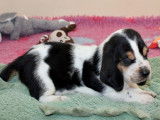 7 chiots Basset Hounds LOF à réserver