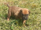 5 chiots mâles Boxers LOF fauves à réserver