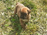 5 chiots mâles Boxers LOF fauves à réserver