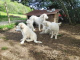 Chiots Montagne des Pyrenées pure race à vendre