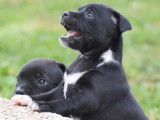 Chiots Staffie LOF à vendre