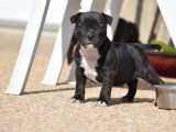 Chiots Staffie LOF à vendre