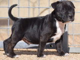 Chiots Staffie LOF à vendre