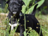 Chiots Staffie LOF à vendre