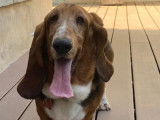 Chien Basset Hound disponible pour saillie