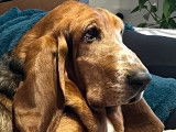 Chien Basset Hound disponible pour saillie
