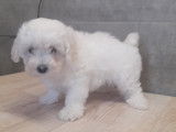 Magnifiques chiots Bichons Frisés à vendre