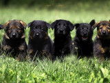 Chiots