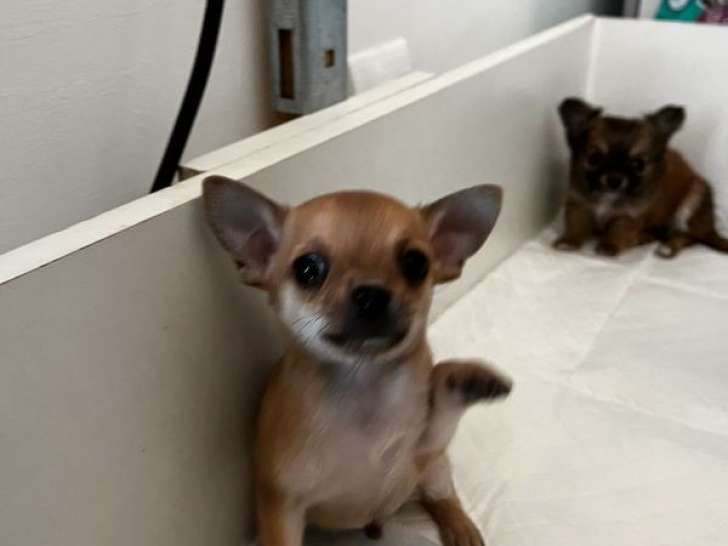 Deux chiots Chihuahuas mâles non LOF disponibles