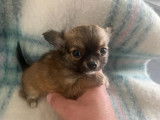 Deux chiots Chihuahuas m&acirc;les non LOF disponibles