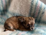 Deux chiots Chihuahuas m&acirc;les non LOF disponibles
