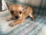 Deux chiots Chihuahuas m&acirc;les non LOF disponibles